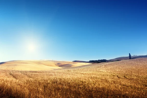 意大利托斯卡纳的大麦田 — 图库照片