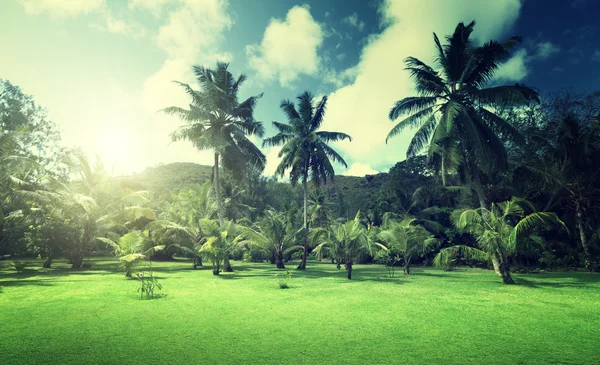 Pole trawa i palm kokosowych na wyspie praslin, Seszele — Zdjęcie stockowe