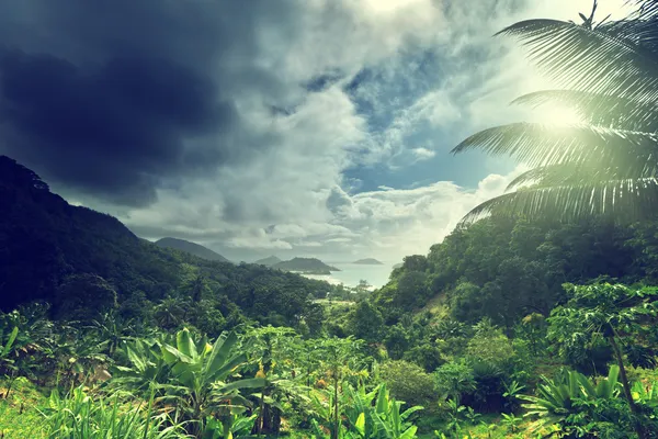 Jungle van Seychellen eiland — Stockfoto