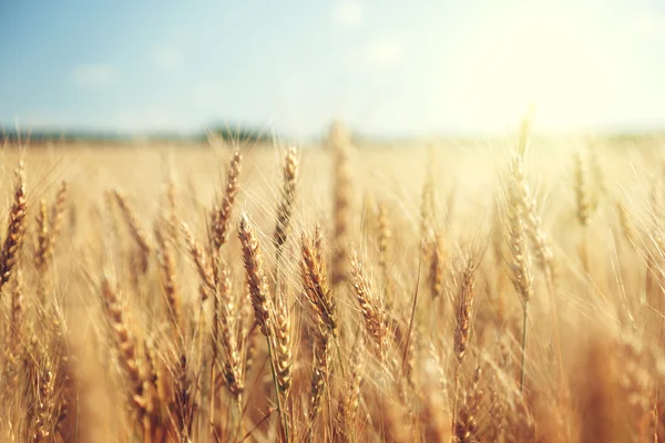 Campo de trigo dorado y día soleado — Foto de Stock