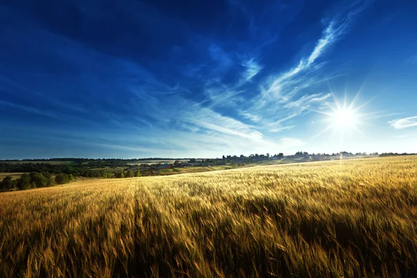 Campo de trigo ao pôr-do-sol — Fotografia de Stock