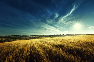 wheat field in sunset time clipart