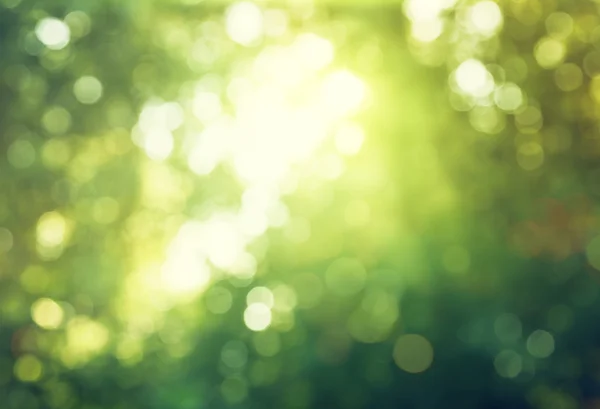 Bokeh in sunny forest — Stock Photo, Image