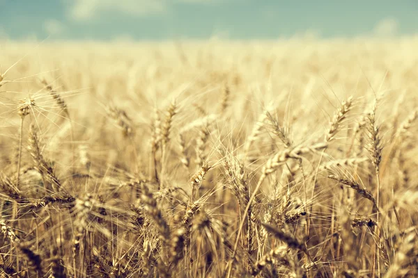 Wheat field and sunny day — Stock Photo, Image