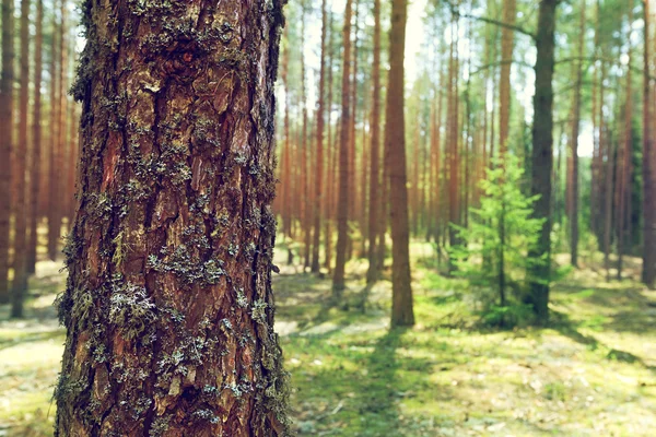 Tronco de pino en bosque de verano — Foto de Stock