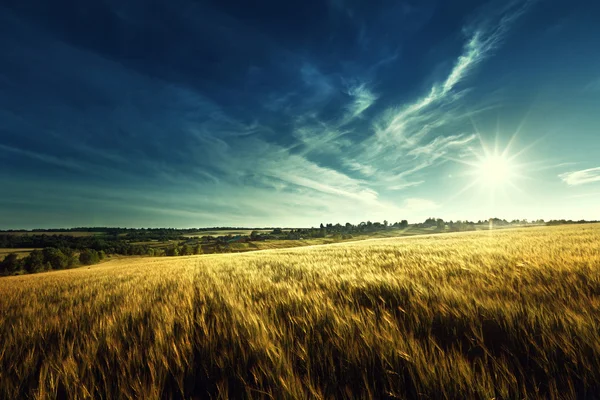 Campo di grano nel tempo del tramonto — Foto Stock