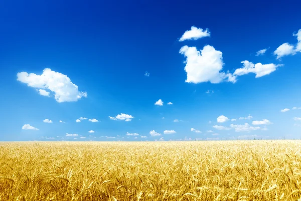 Пшеничное поле и солнечный день — стоковое фото