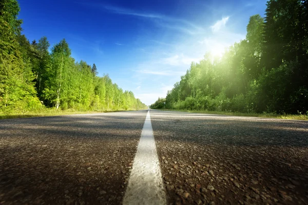 Route en forêt profonde — Photo