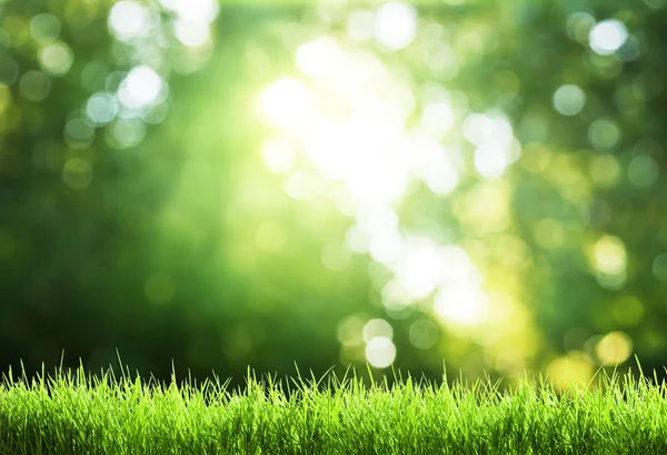 Hierba verde en el bosque soleado — Foto de Stock