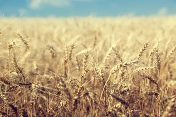 Wheat field and sunny day — Stock Photo, Image