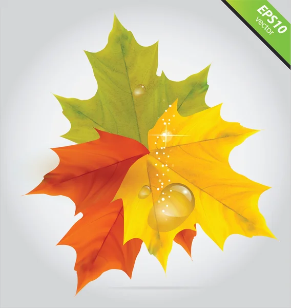 色の秋の葉記号 — ストックベクタ