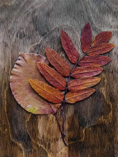 干燥的褐色秋天的叶子在木制的背景上 — 图库照片