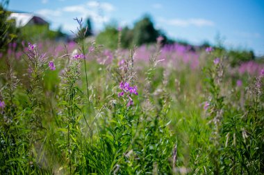 Mavi gökyüzü ve bulutların arka planında Ivan-Tea tarlası