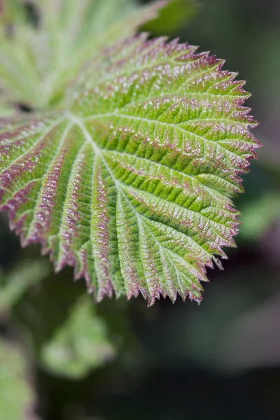 Зеленый лист растения — стоковое фото