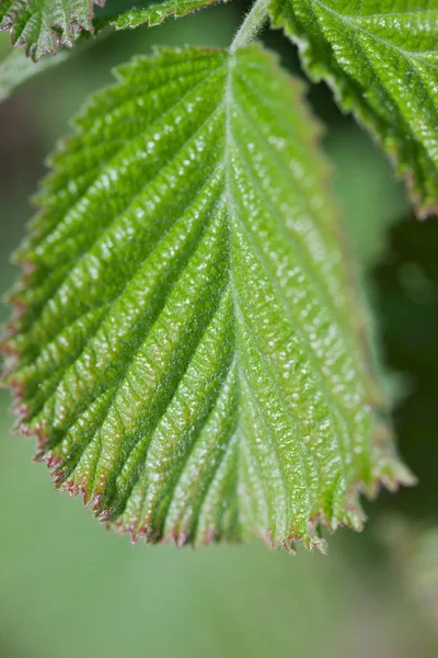 Green plant leaf — Stock Photo, Image