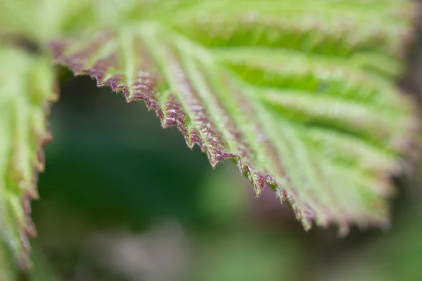 Feuille végétale verte — Photo