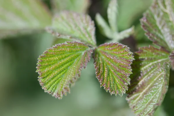 緑の植物は — ストック写真