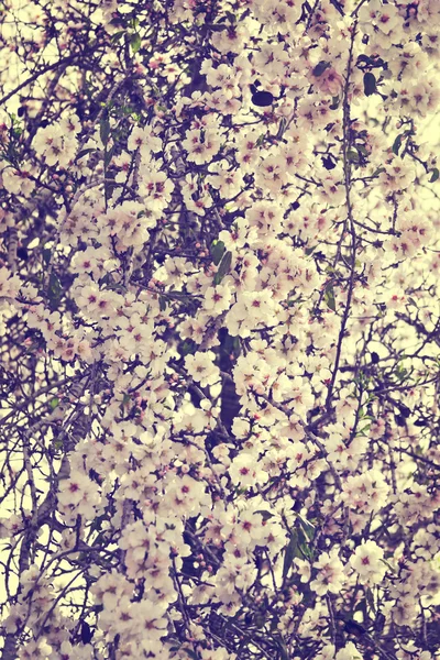 Almond tree flowers. Vintage style. — Stock Photo, Image