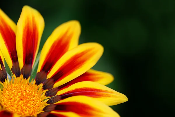 Oranje bloem — Stockfoto