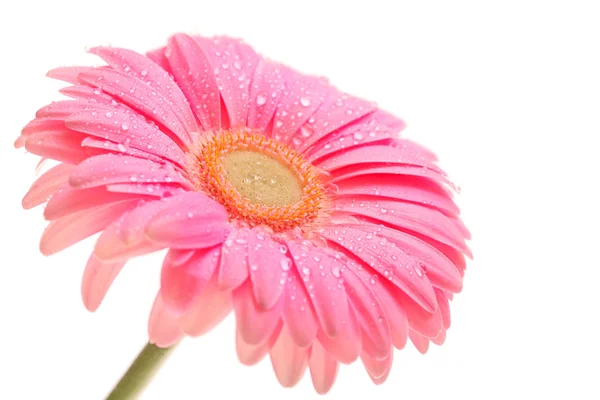 Mooie roze gerbera met druppels geïsoleerd op wit — Stockfoto