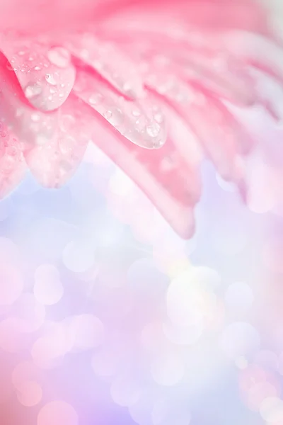 Pink flower background — Stock Photo, Image