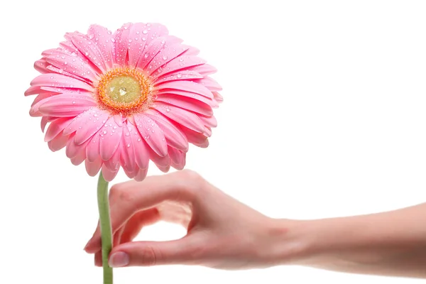Hand hält rosa Gerber-Gänseblümchen isoliert auf weiß — Stockfoto
