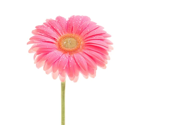 Mooie roze gerbera met druppels geïsoleerd op wit — Stockfoto