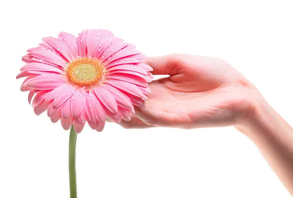 Hand met roze gerber daisy geïsoleerd op wit — Stockfoto