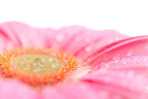 Mooie roze gerbera met druppels geïsoleerd op wit — Stockfoto