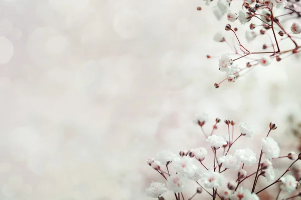 Abstrakte Blume Hintergrund. Blumen mit Farbfiltern — Stockfoto