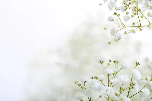 Flower in spring — Stock Photo, Image