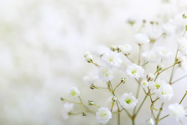 Blüte im Frühling — Stockfoto