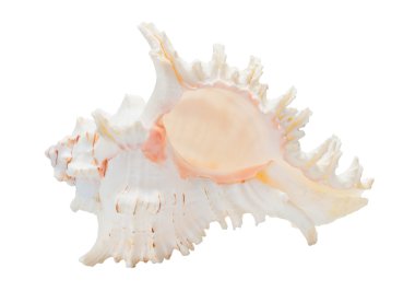 Marine sea shell