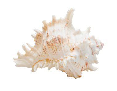 Marine sea shell