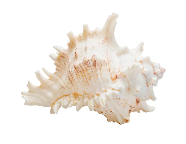 Marine sea shell — Stock Photo, Image