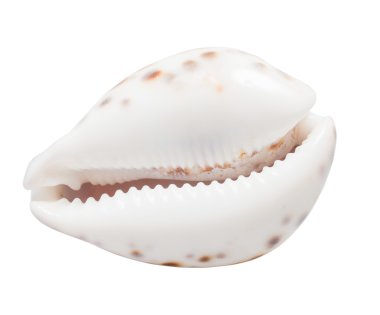 Marine sea shell
