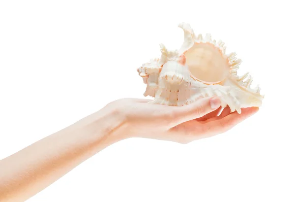 Shell in the hands — Stock Photo, Image