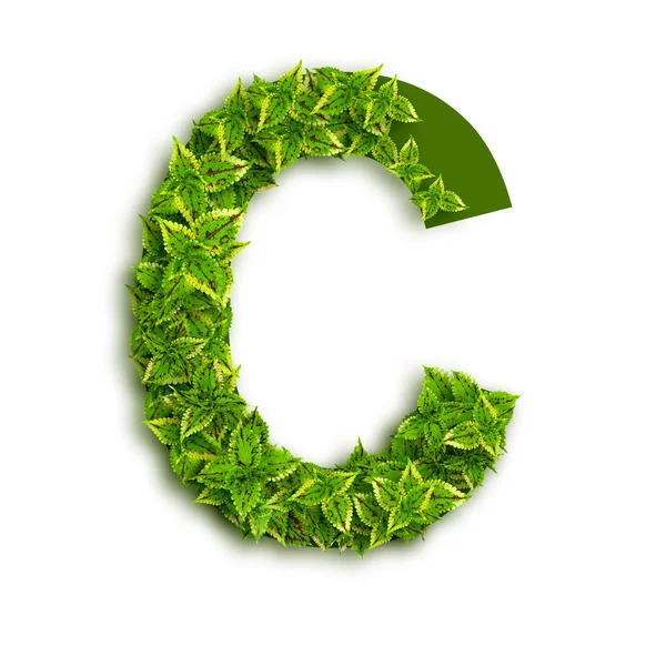 Letter C With Leaves — Stock Photo, Image