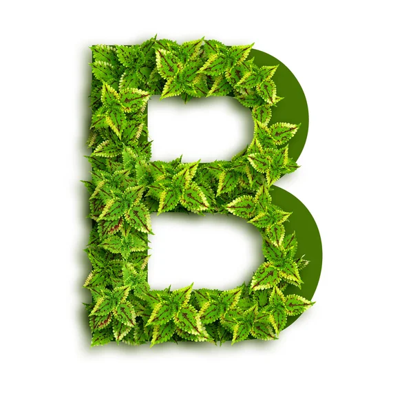 Letter B With Leaves — Stock Photo, Image