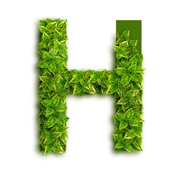 Letter H With Leaves — Stock Photo, Image