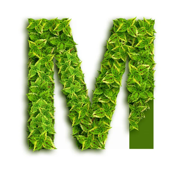 Letter M With Leaves — Stock Photo, Image