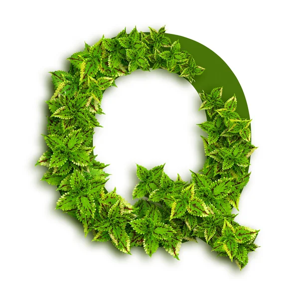 Letter Q, With Leaves — Stock Photo, Image