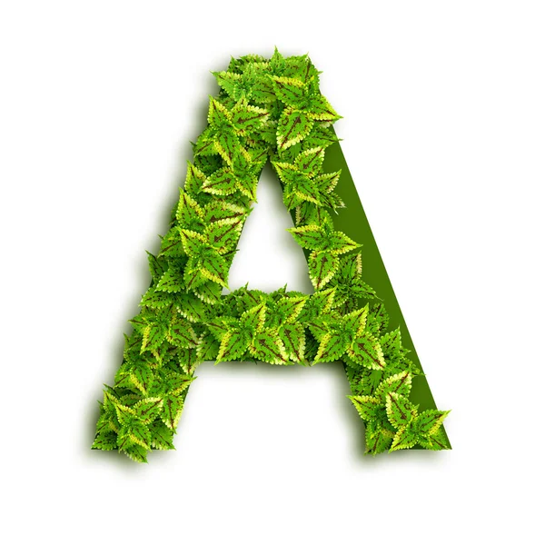 Letra A con hojas Imagen De Stock