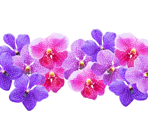 Purple orchids ( Vanda ) — Stock Photo, Image