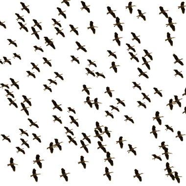 uçan ördek sürüsü