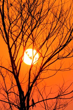 ağaç sunset akşam ile ölü Kuru