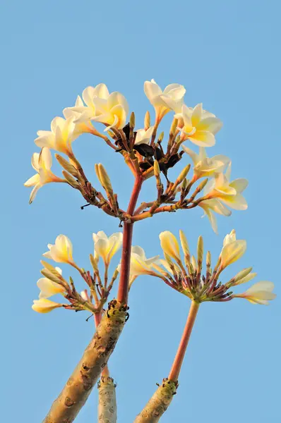 Sarı frangipani çiçekler — Stok fotoğraf