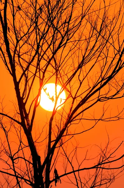 Árbol seco con una puesta de sol en la noche —  Fotos de Stock