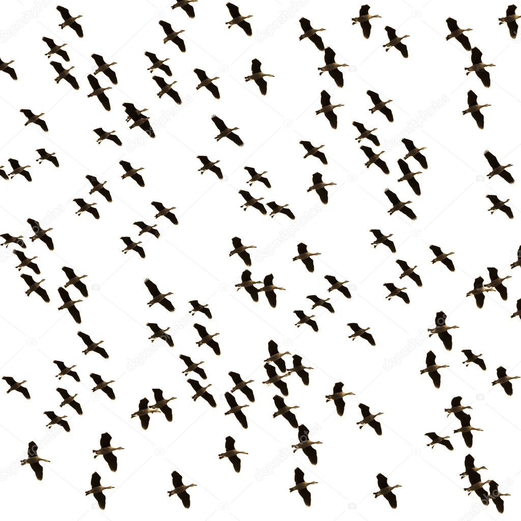 Flock Of Ducks Flying