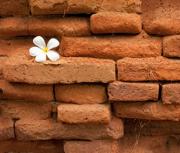 Frangipani Flower On Old brick wall — Stock Photo, Image